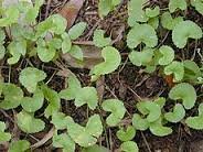 centella-asiatica