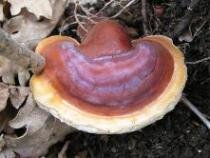 ganoderma-lucidum